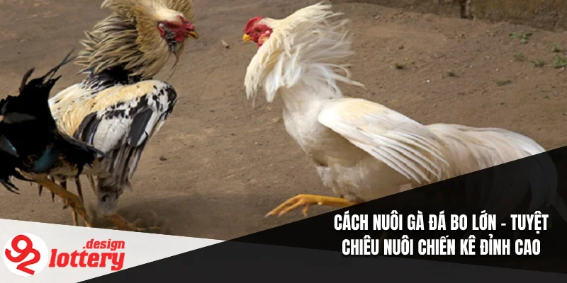 Cách Nuôi Gà Đá Bo Lớn – Tuyệt Chiêu Nuôi Chiến Kê Đỉnh Cao 1 Cách Nuôi Gà Đá Bo Lớn