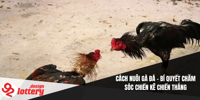 Cách Nuôi Gà Đá – Bí Quyết Chăm Sóc Chiến Kê Chiến Thắng 1 Cách Nuôi Gà Đá