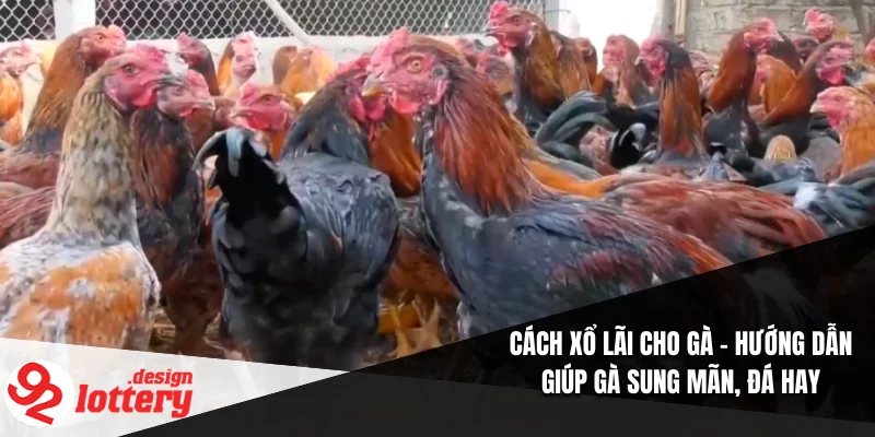 Cách Xổ Lãi Cho Gà – Hướng Dẫn Giúp Gà Sung Mãn, Đá Hay 1 Cách Xổ Lãi Cho Gà